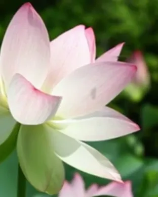 Lotus Pittsburgh